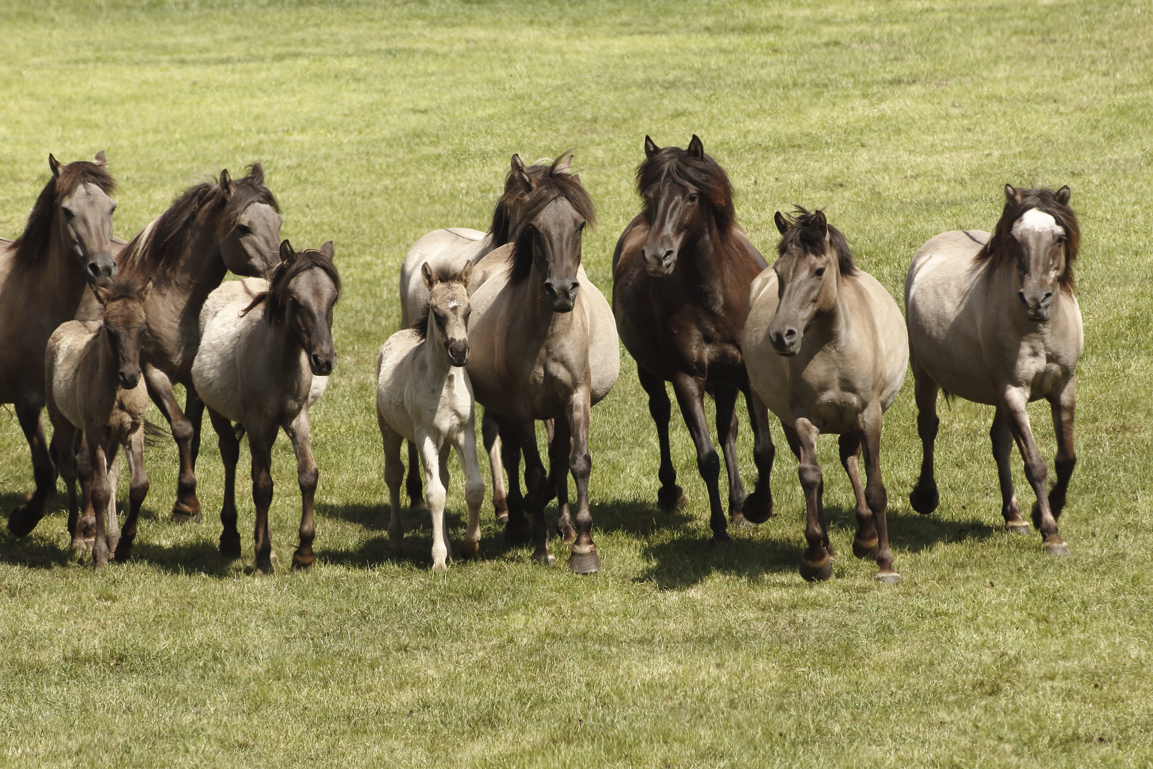 Dülmener Wildpferde