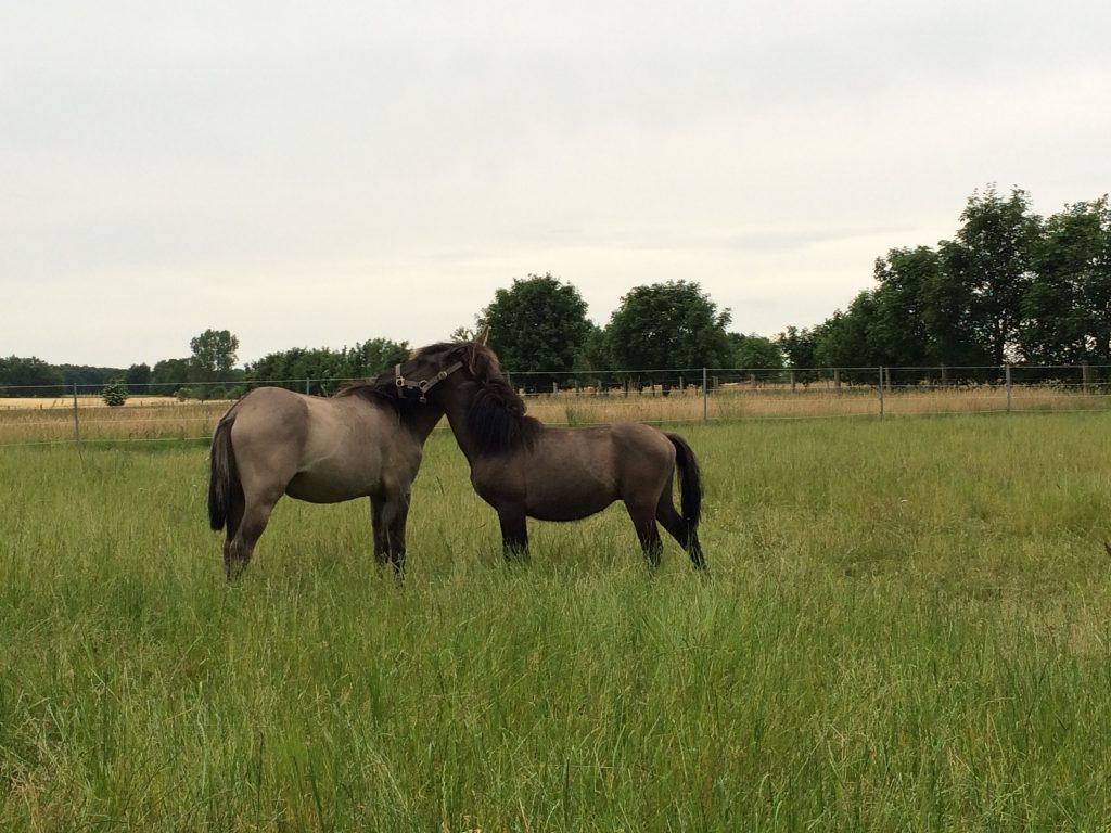 Dülmener Wildpferde