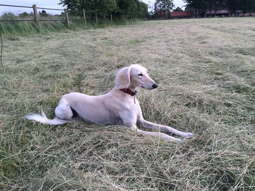 Hund auf Heufeld bei der Heuernte