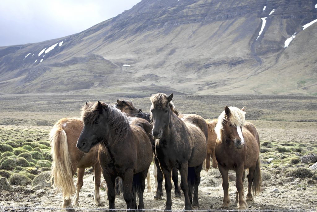 Islandic Horses