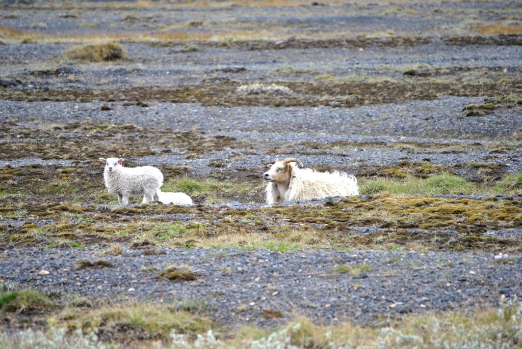 Isländische Schafe