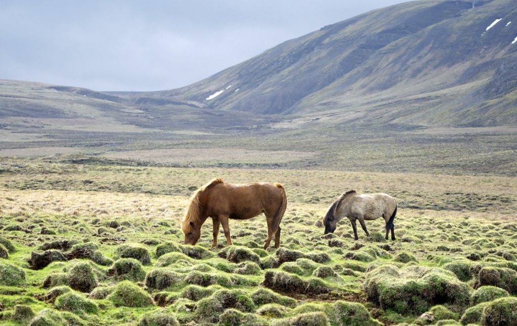 Pferde in Island
