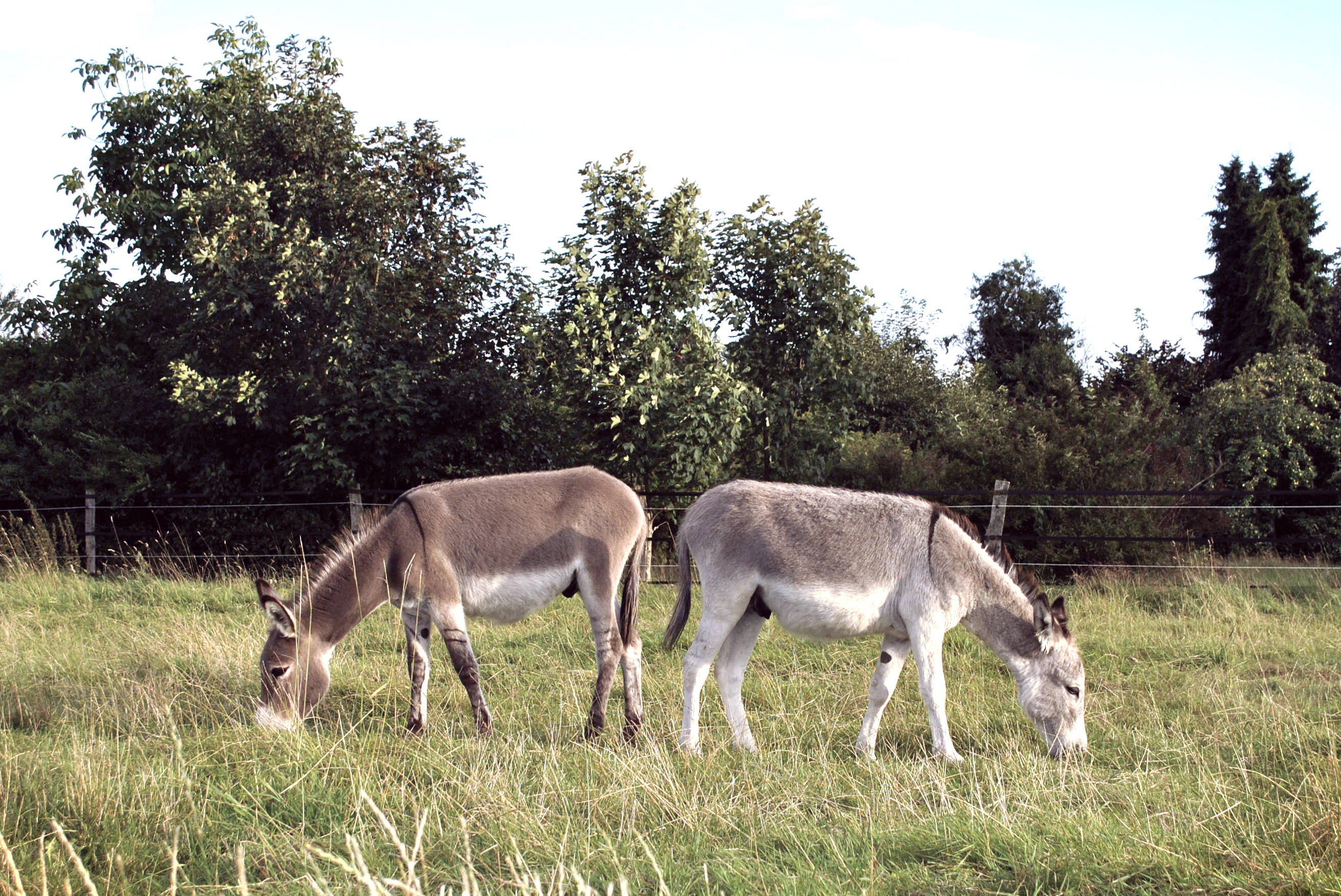Welch wunderbare Wesen – unsere Esel