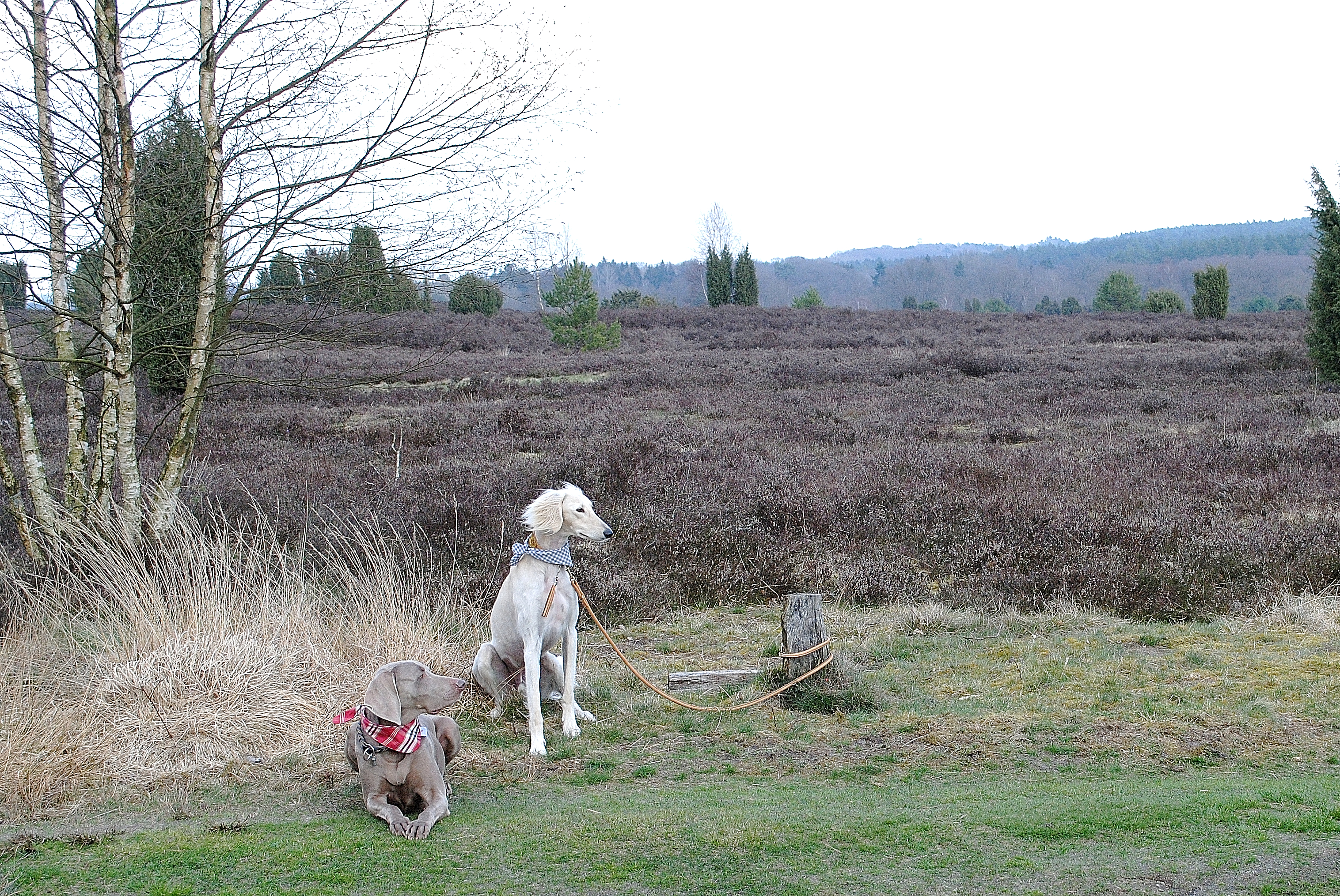 Bekommt das Wildlings-Rudel Zuwachs?