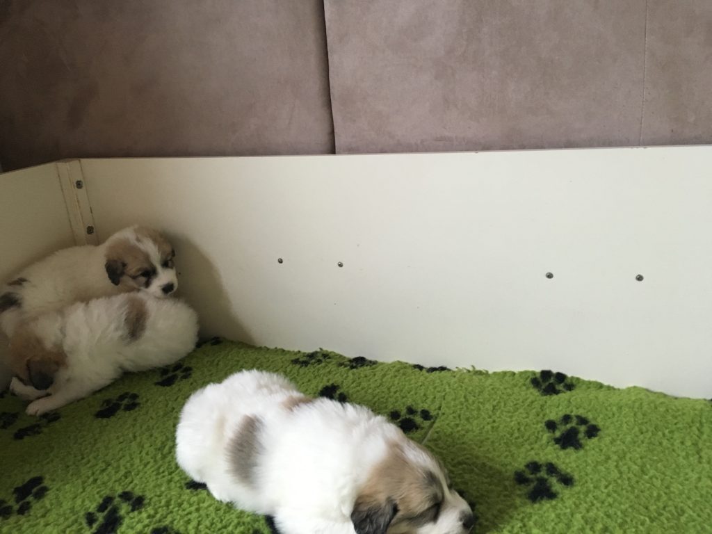 Pyrenäenberghund Welpen in der Wurfkiste