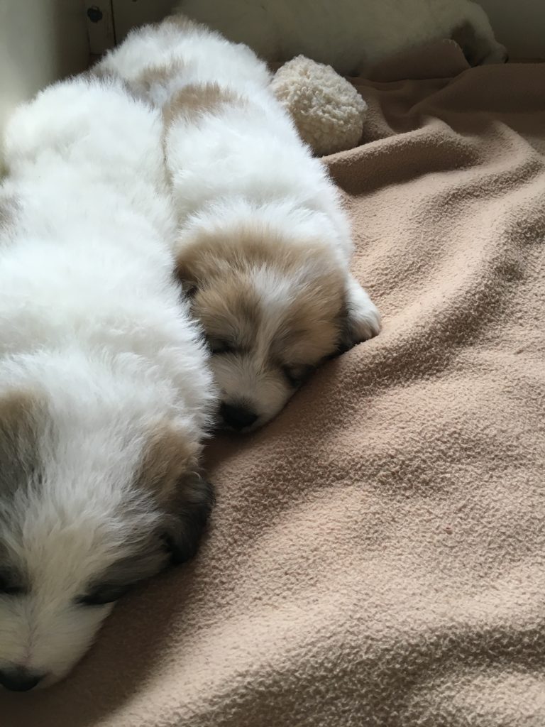 Pyrenäenberghund Welpen 5 Wochen alt