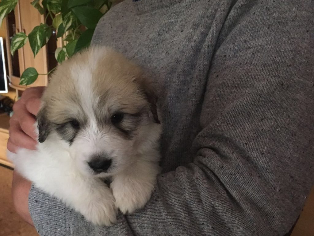 Pyrenäenberghundwelpe