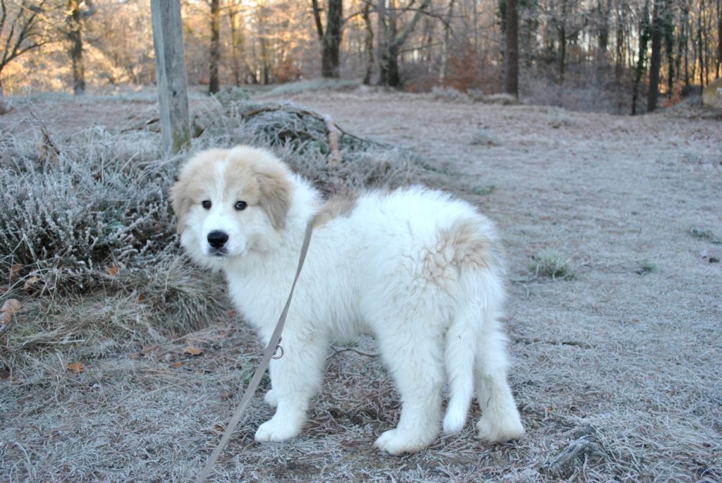Pyrenäenberghundwelpe im Winter