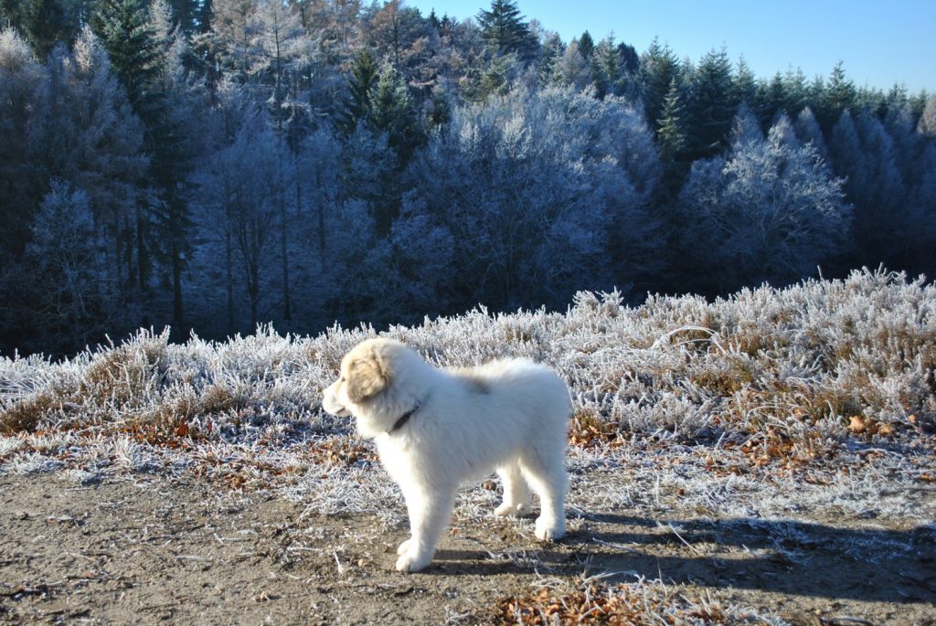 Pyrenäenberghundwelpe in frostdebeckter Landschaft