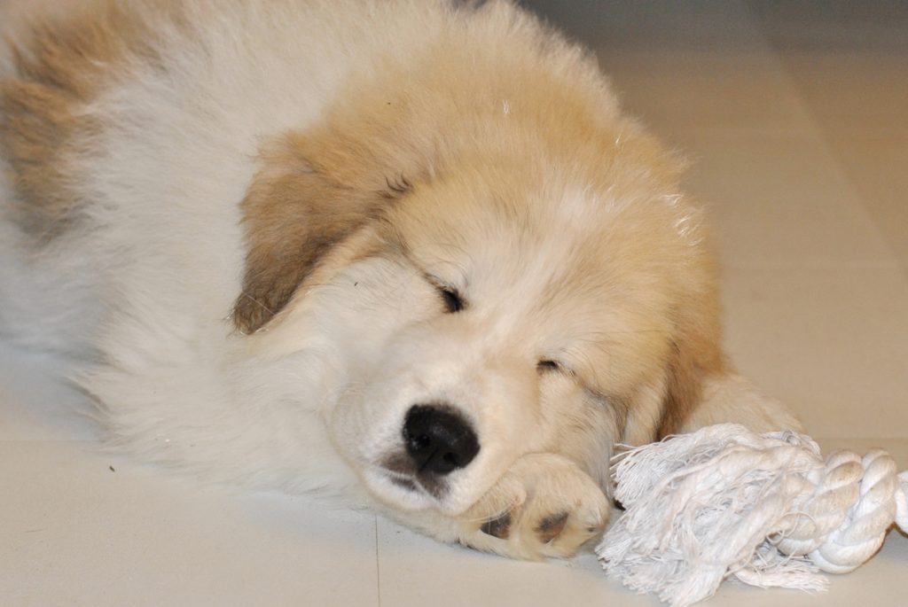 Pyrenäenberghund als Welpe