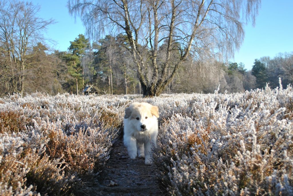 Junger Pyrenäenberghund