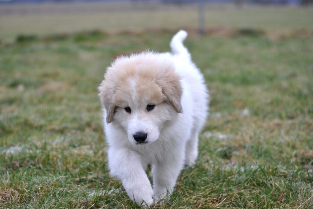 Pyrenäenberghundwelpe auf der Wiese