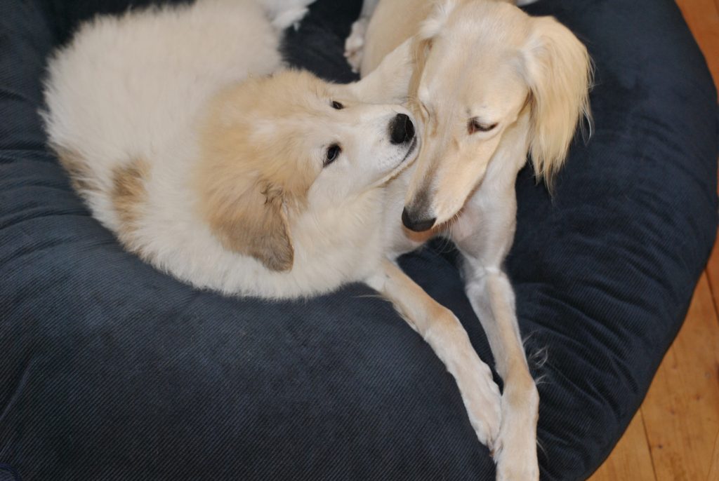 Saluki und Pyrenäenberghund beim Spielen