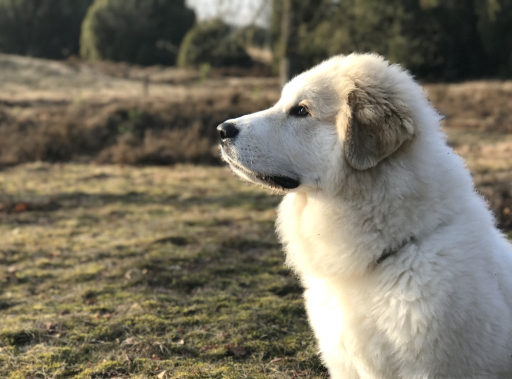 Unser Pyrenäenberghund