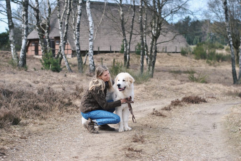 Herdenschutzhund in der Heide