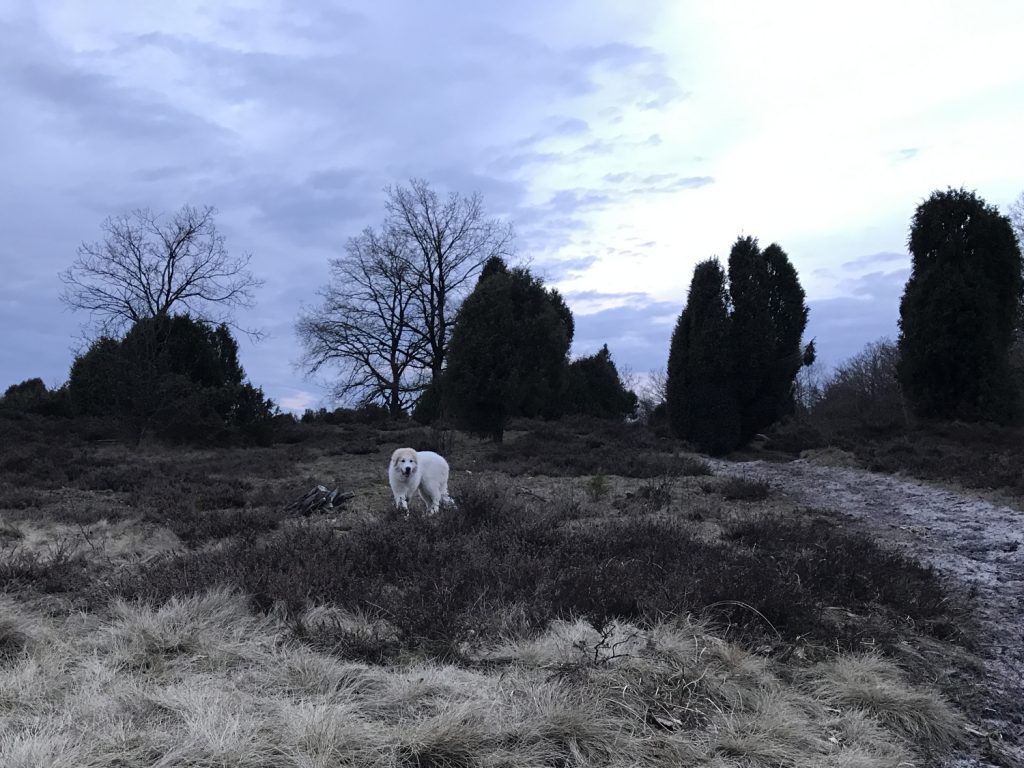 Chien de Montage des Pyrénéés