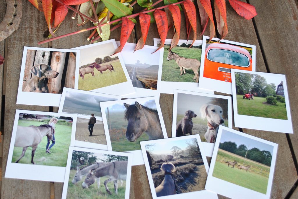 Wildlings Blog Impressionen