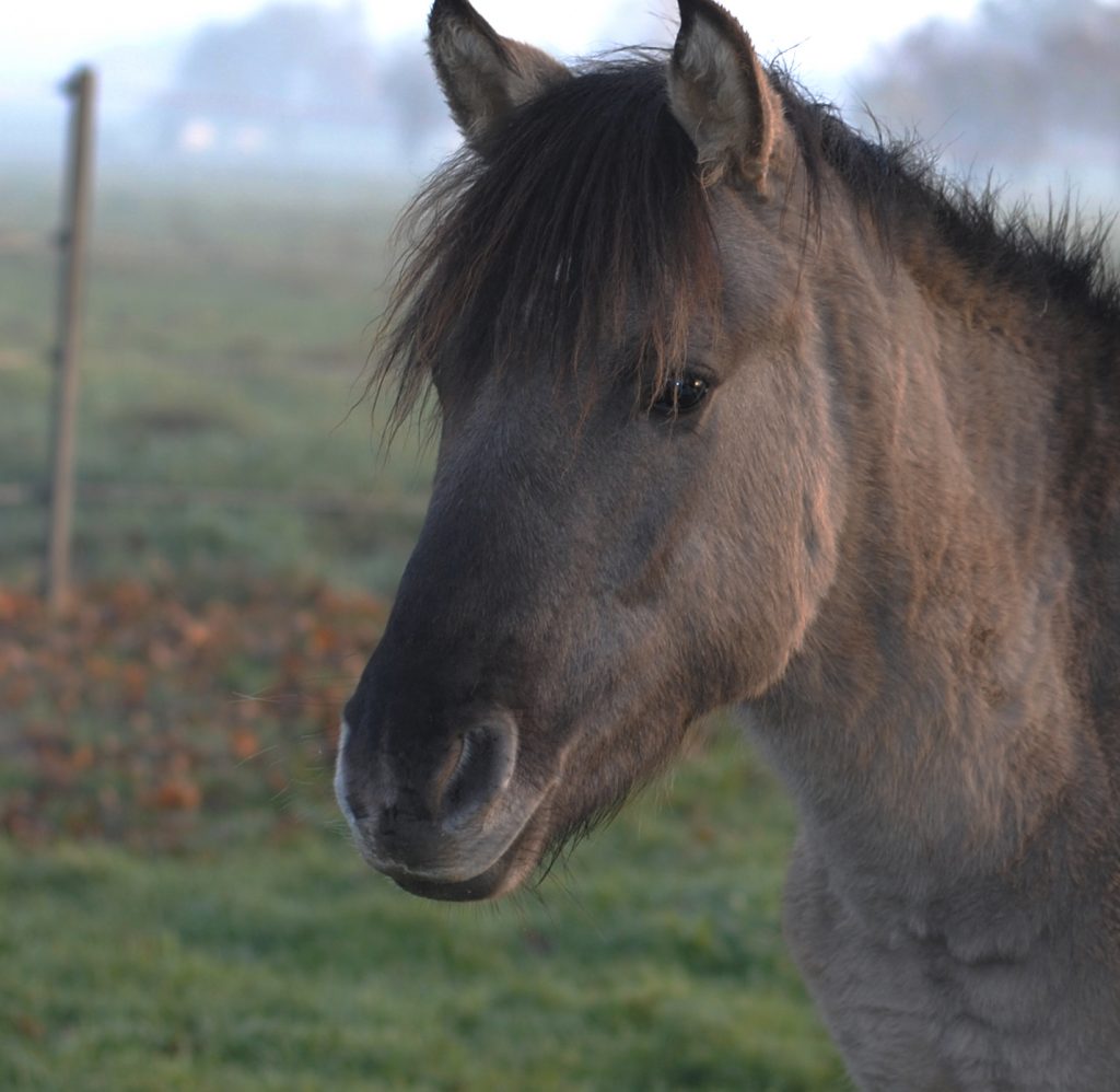 Dülmener Wildpferd